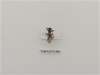 藏品(大白天牛)的圖片